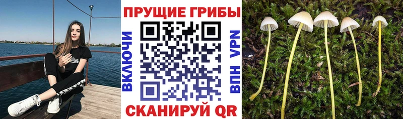 blacksprut ссылки  магазин продажи   Павловский Посад  Галлюциногенные грибы мицелий 